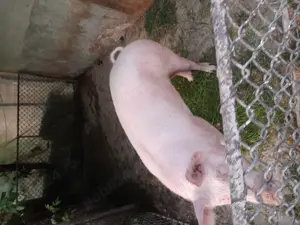 Porc de vanzare - imagine 3