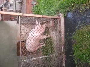 Porc de vanzare - imagine 2