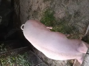 Porc de vanzare - imagine 4