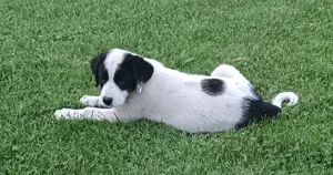 Căței asia Centrală  - imagine 2