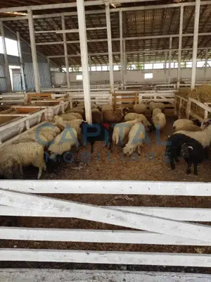 Ferma langa Oravita 5600 mp construiti si teren 24281 intravilan - imagine 10