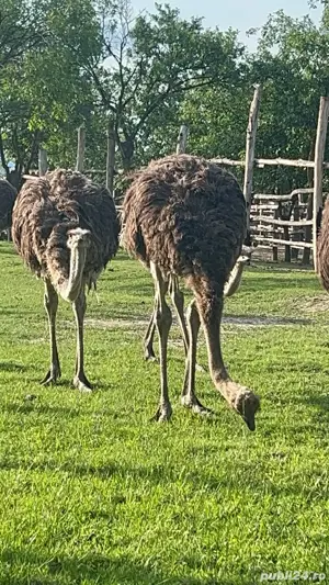 vindem struti 9-10 luni - imagine 4