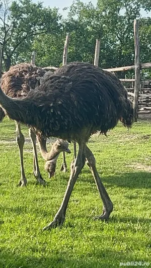 vindem struti 9-10 luni