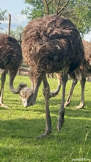 vindem struti 9-10 luni - imagine 2