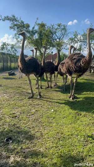 vindem struti 9-10 luni - imagine 3