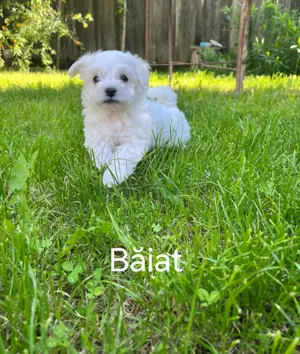 Bichoni de vânzare  - imagine 2