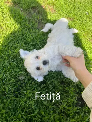 Bichoni de vânzare  - imagine 3