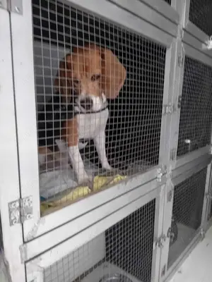 transport caini si pisici romania spaania