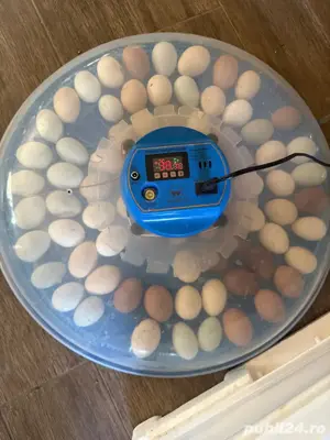 incubator oua automat 80 de oua