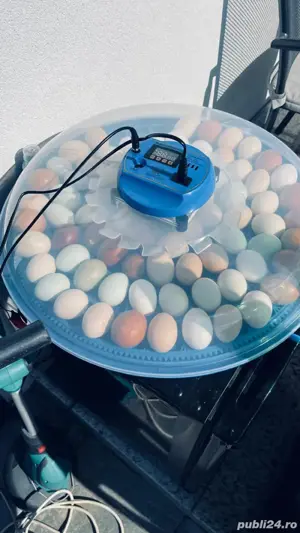 incubator oua automat 80 de oua - imagine 3