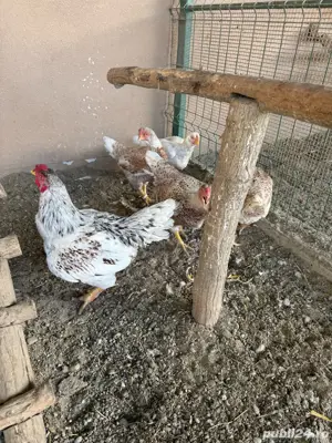 vand gaini diferite rase - imagine 4 vand gaini diferite rase - imagine 4