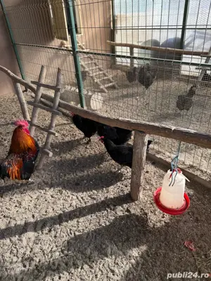 vand gaini diferite rase - imagine 5 vand gaini diferite rase - imagine 5