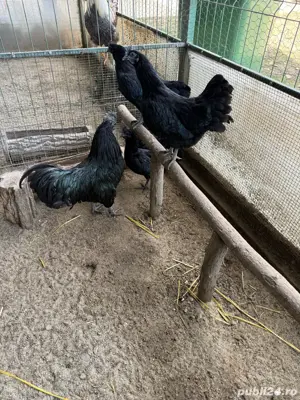 vand gaini diferite rase - imagine 3 vand gaini diferite rase - imagine 3