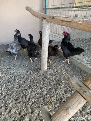 vand gaini diferite rase - imagine 2 vand gaini diferite rase - imagine 2