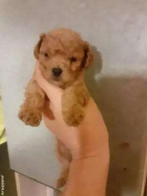 Pudel pitic - imagine 2