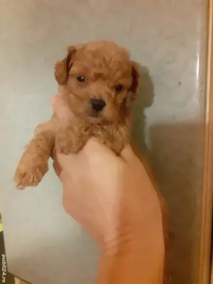 Pudel pitic - imagine 3