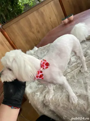 Tuns caini si pisici la domiciliu  - imagine 2