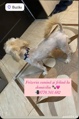 Tuns caini si pisici la domiciliu  - imagine 3