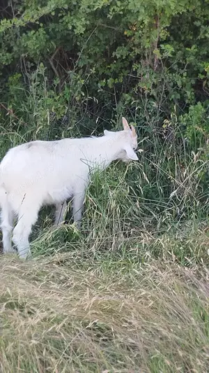 Vand su schimb un ied cu o iada