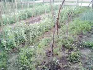 Casa din 2019 cu 4300 mp intravilan, livada bio și vie la 45 min de Cluj  - imagine 8