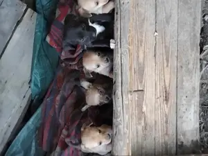 Donez căței pichinezi 