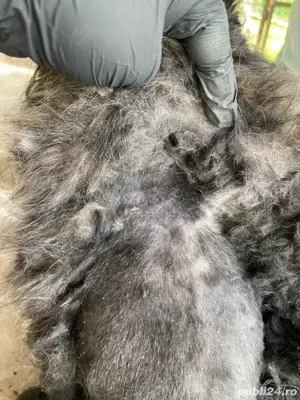 Tuns caini si pisici la domiciliu  - imagine 5