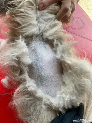 Tuns caini si pisici la domiciliu  - imagine 4