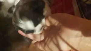  Pui Shih tzu cauta căsuța nouă 