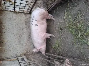 Vand porc aproximativ 200 kg 