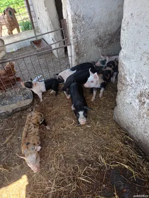 purcei de. carne - imagine 2