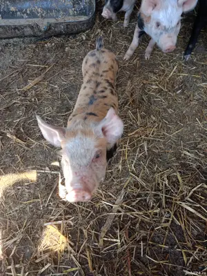 purcei de. carne - imagine 3