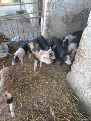 purcei de. carne - imagine 4