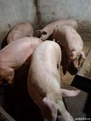 vand porci - imagine 4 vand porci - imagine 4