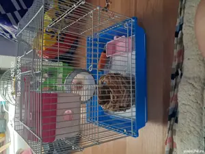 Vand 3 custi pt hamster plus doua rotite pt hamster si o punga de talaj la 1 kg  - imagine 2