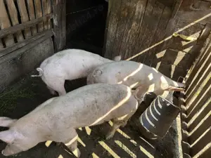 Porci de carne rasa Pic