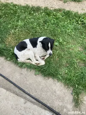 Catelusa cauta stapani iubitori Bodesti-Neamt   - imagine 2