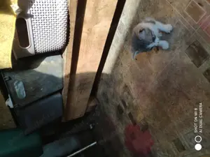 Donație pui de pisica - imagine 2