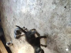 Donație pui de pisica - imagine 3