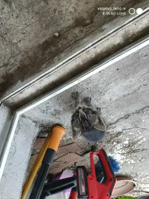 Donație pui de pisica - imagine 4