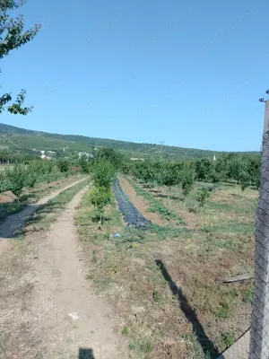 Gradina cu livada de ciresi 5000m2
