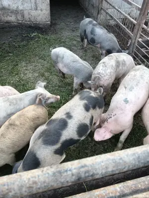 șoldani de vânzare