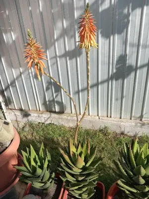 Planta aloe vera