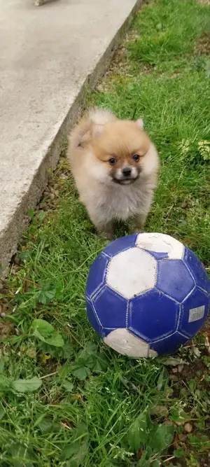 pomeranian spitz 
