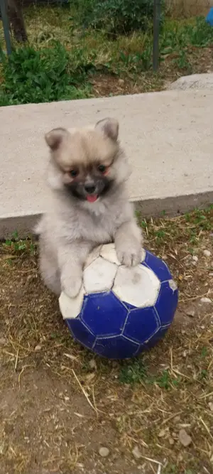 pomeranian spitz  - imagine 3 pomeranian spitz  - imagine 3