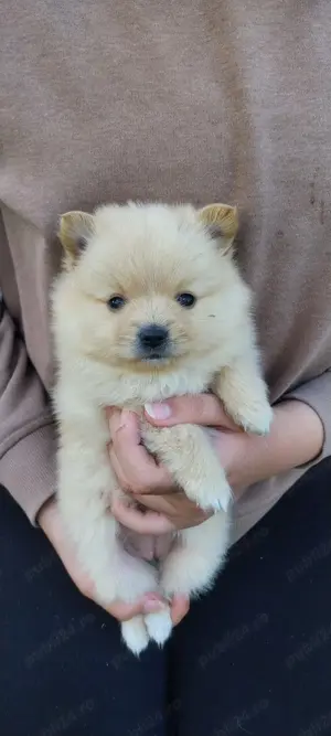 pomeranian spitz  - imagine 2 pomeranian spitz  - imagine 2