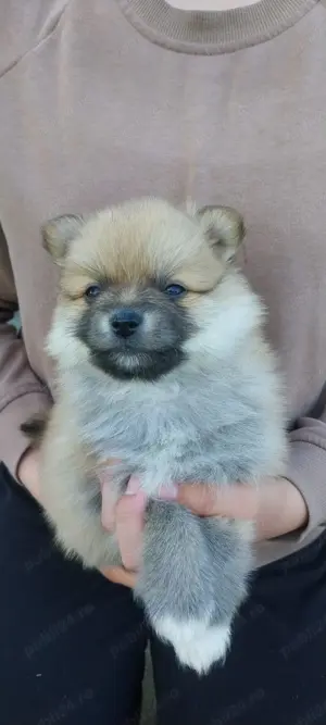 pomeranian spitz  - imagine 4 pomeranian spitz  - imagine 4