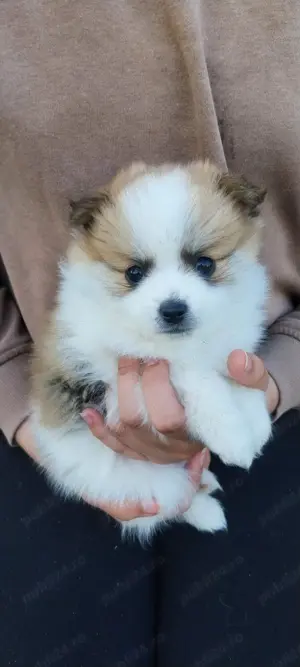 pomeranian spitz  - imagine 5 pomeranian spitz  - imagine 5