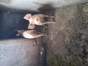 Vindem porci. - imagine 4