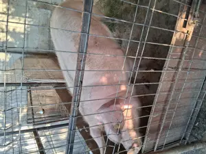 Vând porci - imagine 3