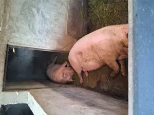 Vindem porci și grostei  - imagine 2